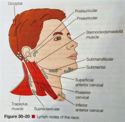 Lymph Node Anatomy Face