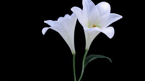 Free photo: White Lily - Flower, Lily, White - Free Download - Jooinn