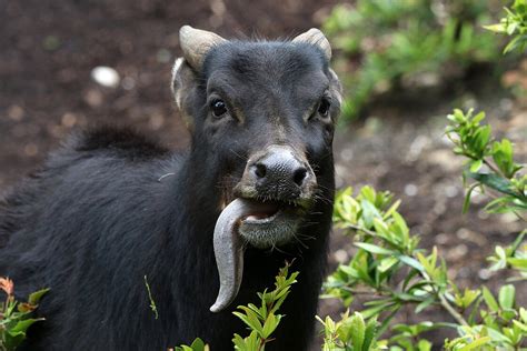 The Anoa is waiting for you at Zoo Leipzig!