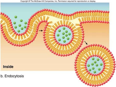 Vesicle transport