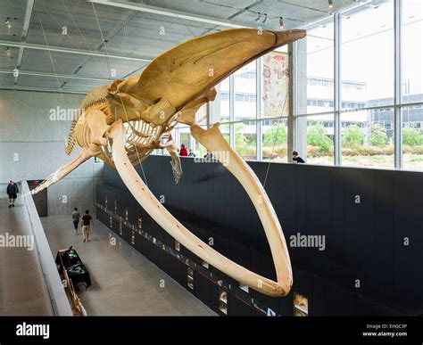 Blue Whale skeleton in the atrium of Beaty Biodiversity Museum (2010), University of British ...