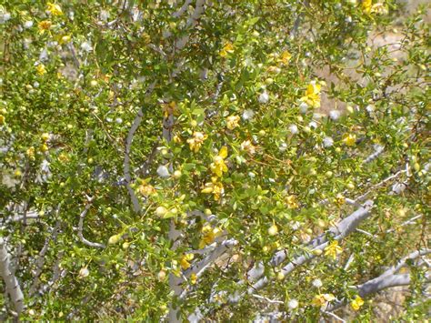 Chaparral, Larrea tridentata - Wildflower School of Botanical Medicine