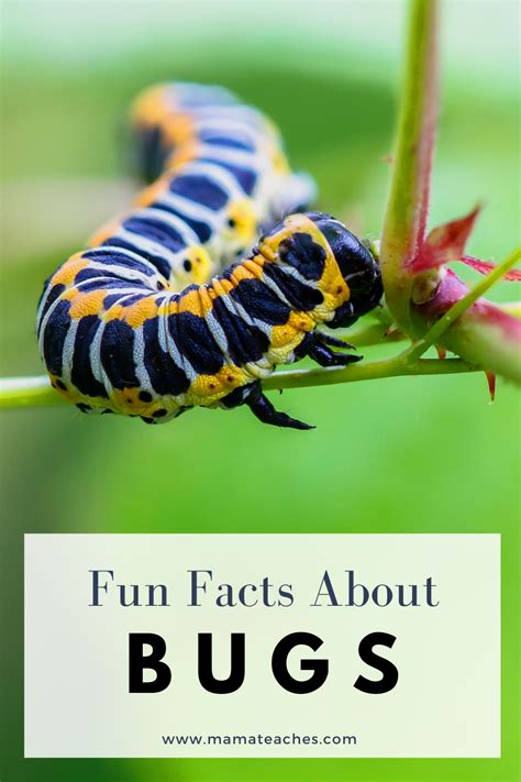 Interesting and Fun Facts About Insects - Mama Teaches