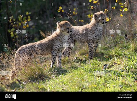 Cheetah cubs Chester Zoo Stock Photo - Alamy