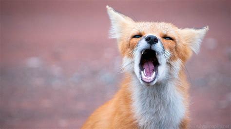 Cute Baby Foxes Wallpapers - Wallpaper Cave