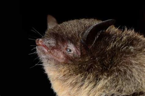 Black Myotis (Myotis nigricans) · iNaturalist