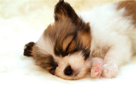 Sleeping papillon puppy wallpaper - Animal wallpapers - #25341