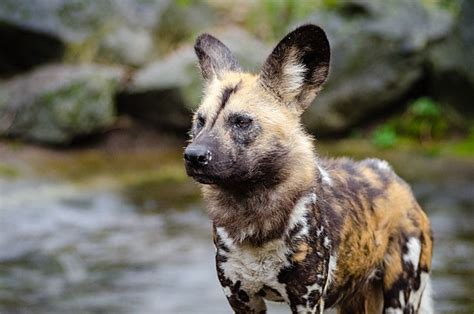 Hyena Hybrids - Mammalian Hybrids