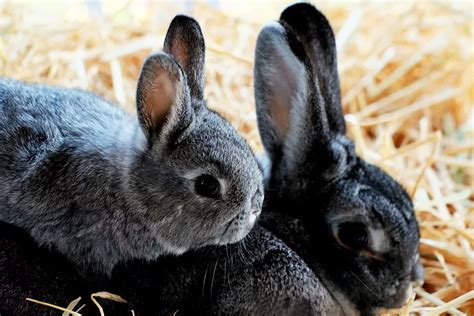 Champaign D'Argent - 10 Most Beautiful Rabbit Breeds