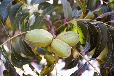 Pecan Trees - Louie's Nursery