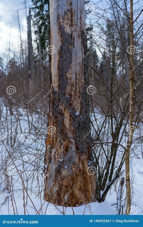 Damage on Tree after the European Spruce Bark Beetle Ips Typographus Stock Image - Image of ...