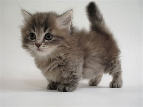 20 Fun Facts You Didn't Know about Munchkin Cats