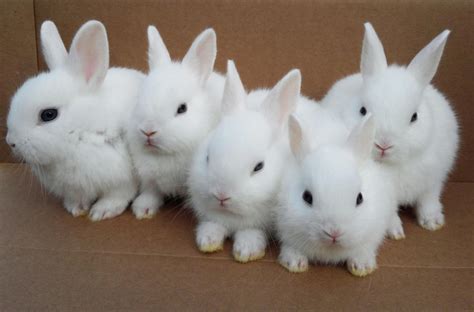 NISAR'S COLLECTION: Beautiful rabbit wallpapers