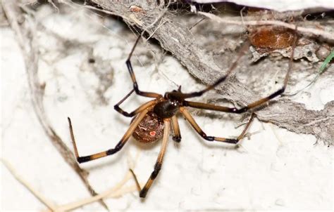 Latrodectus geometricus - Facts, Diet, Habitat & Pictures on Animalia.bio