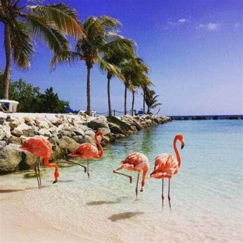 Flamingo Island Aruba: A Delightful Tourist Destination