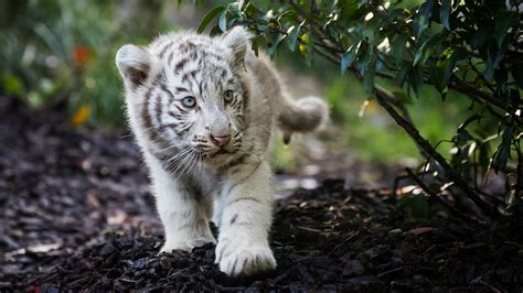 Cute Cub Bengal White Tiger Wallpaper, HD Animals 4K Wallpapers, Images and Background ...