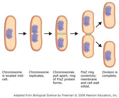 Solved The division of a bacterial cell into two daughter | Chegg.com