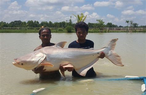 Giant Mekong Catfish at Leks Fishing Park Udon Thani | Lek's Fishing Park Udon Thani - Fishing ...