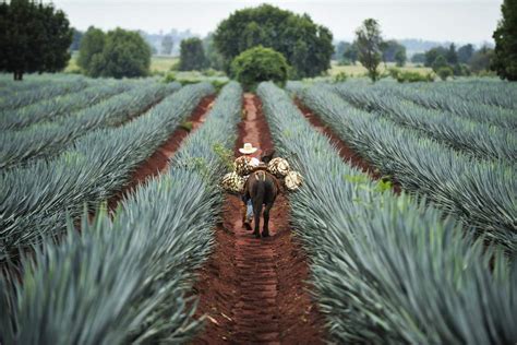 Blue agave plants being harvested for Tequila production, Jalisco, Mexico | Insight Guides Blog