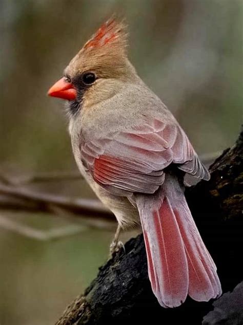 What Does a Female Cardinal Look Like? (Hint: She's not Red)