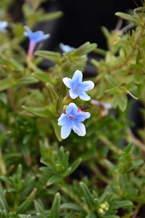 Heavenly Blue Lithodora (Lithodora diffusa 'Heavenly Blue') in ...