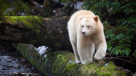 The albino grizzly was confused with a polar bear and taken to the ...