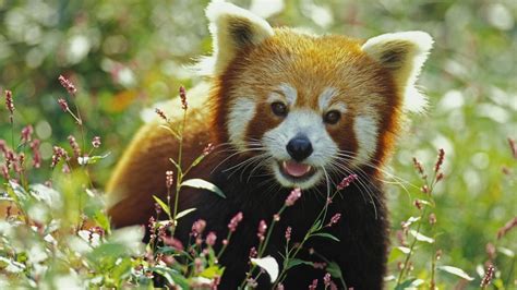 Cute Baby Red Pandas Wallpapers - Top Free Cute Baby Red Pandas Backgrounds - WallpaperAccess