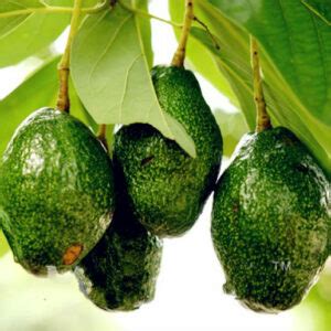 Organic Avocado Seeds Pack 10 Count - BestSeedsOnline.com - Free Shipping Worldwide