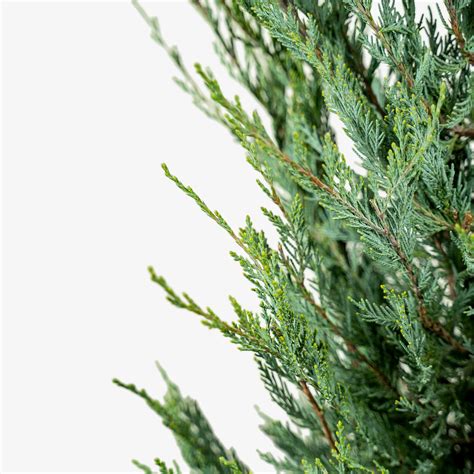 Moonglow Juniper For Sale Online | The Tree Center