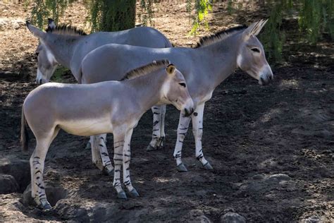 10 Surprising Facts About Donkeys