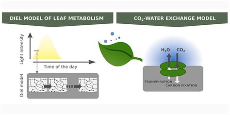 Plantae | Designing Drought Resistant Crops for Temperate Climates ...