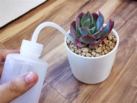 How to Take Care of Succulent Plants? - Succulentsucculents