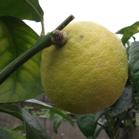 Bergamot orange tree : Citrus bergamia