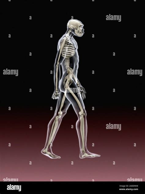 Turkana Boy skeleton and body. Illustration of a reconstruction of Turkana Boy's skeleton with ...