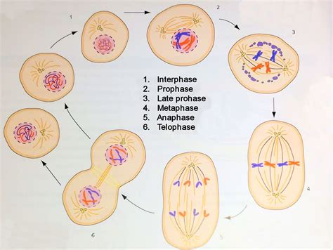 Stages Of Interphase Diagram