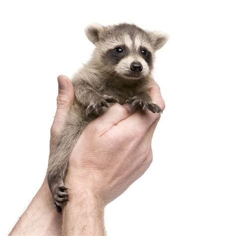 Baby Raccoon Trapped on Brutalist Window Ledge, Toronto Goes to Pieces