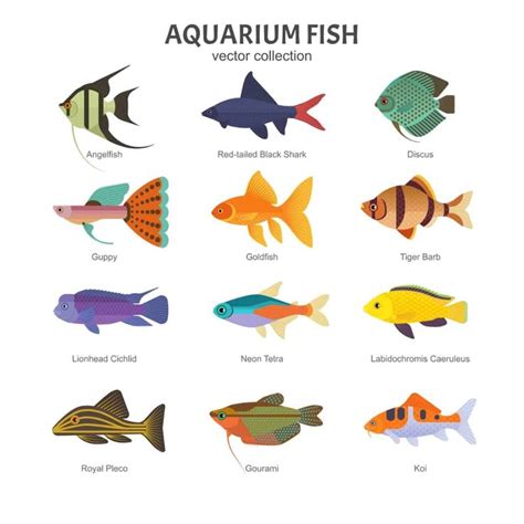 Tropical Freshwater Fish Chart