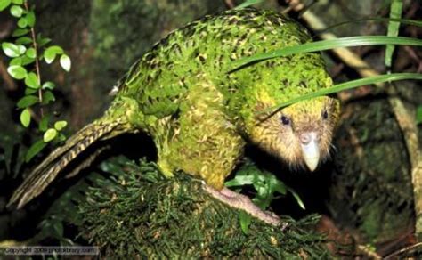 10 Interesting the Kakapo Facts | My Interesting Facts