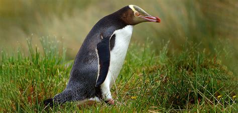 Videos: The Penguin Paths of New Zealand