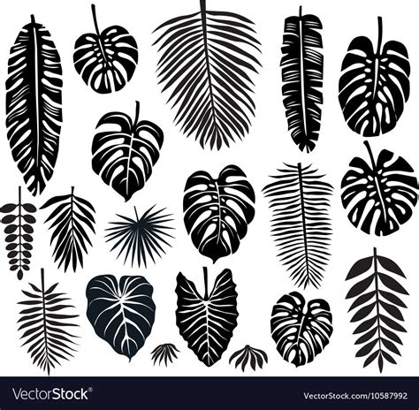 Set of tropical leaves Royalty Free Vector Image