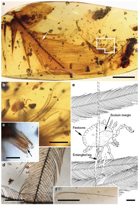 Chelicerata - Digital Atlas of Ancient Life