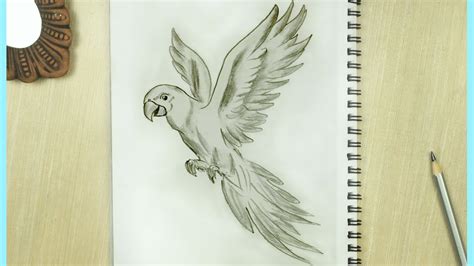 Incredible Compilation of 999+ Parrot Drawing Images - Stunning Collection of Parrot Drawings in ...