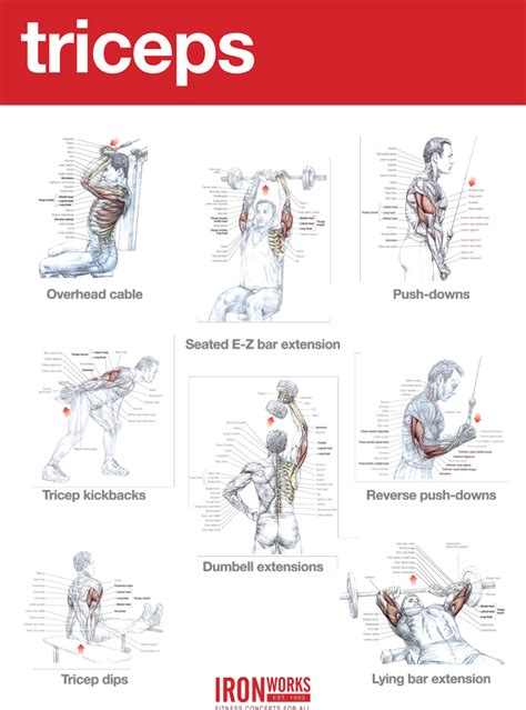 Blogarticletriceps And Chest Workout Examples 38 - Iron Works - Bodybuilding Gym in Birmingham