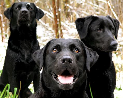 Three Labradors photo and wallpaper. Beautiful Three Labradors pictures