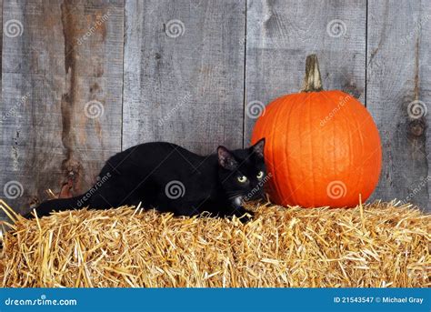 Black cat with a pumpkin stock image. Image of gazing - 21543547