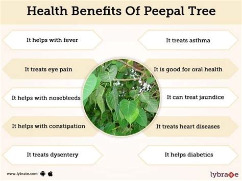 Peepal Tree Health Benefits | Lybrate