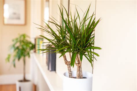 How to Care for Dracaena: Types & Growing Tips