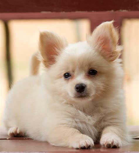 Pomchi - Your Guide To The Pomeranian Chihuahua Mixed Breed Dog