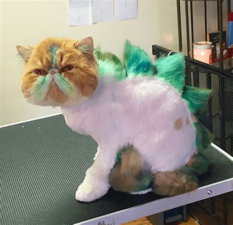 Dinosaur Cat Haircuts Are The New Grooming Trend And I'm Not Sure How ...