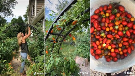 A tomato trellis might be the best way to maximize garden space